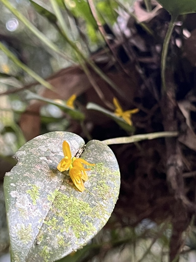 Acianthera luteola photo 7
