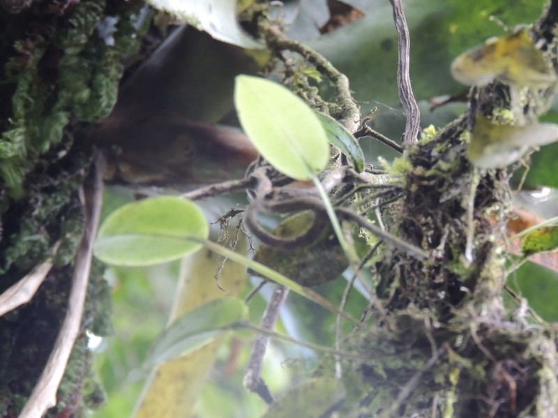 Acianthera luteola photo 8