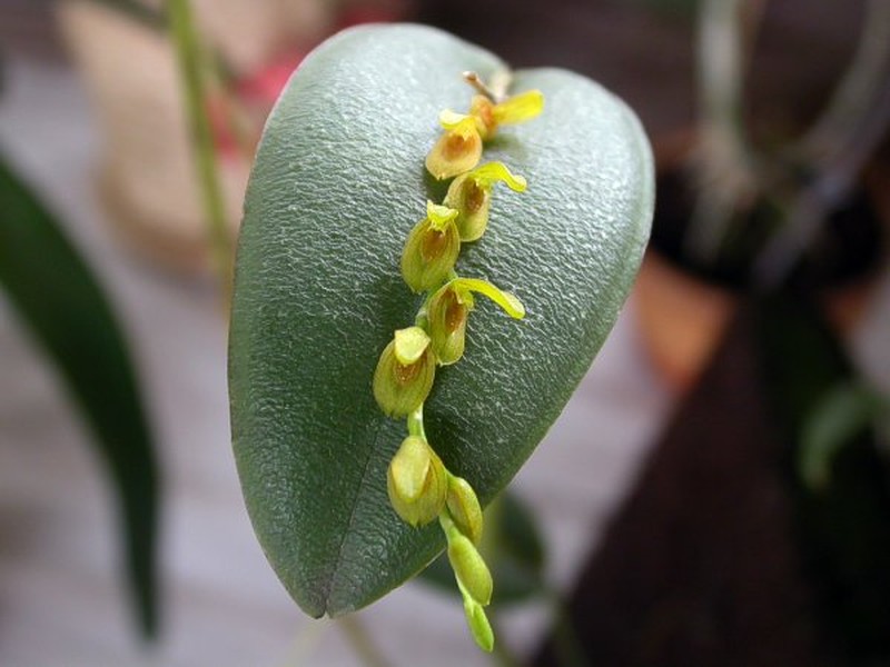 Acianthera macropoda