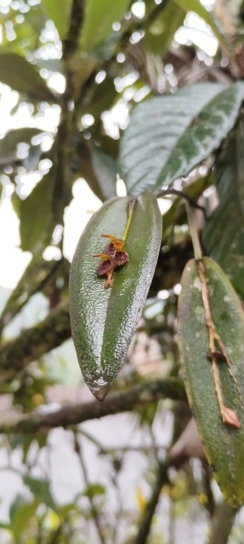 Acianthera macropoda photo 2