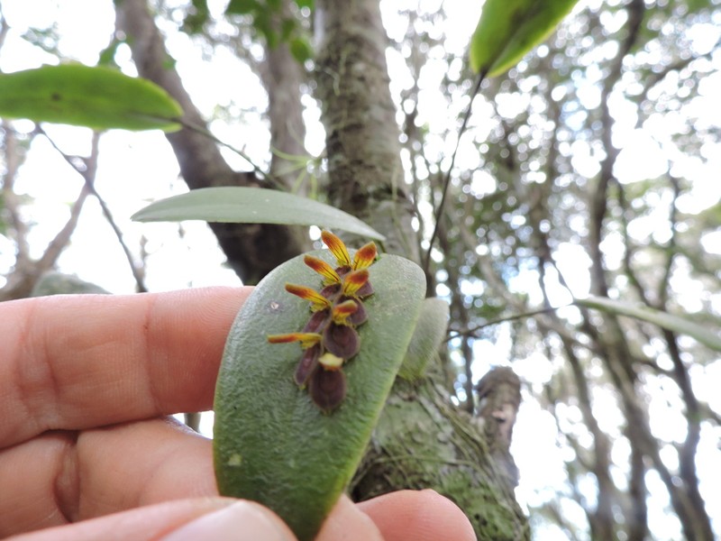 Acianthera macropoda photo 3