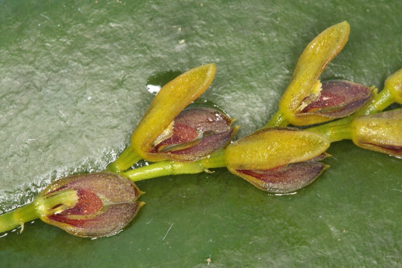 Acianthera macropoda photo 4