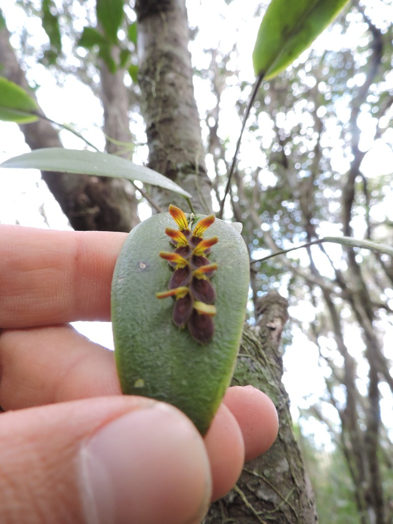 Acianthera macropoda photo 6