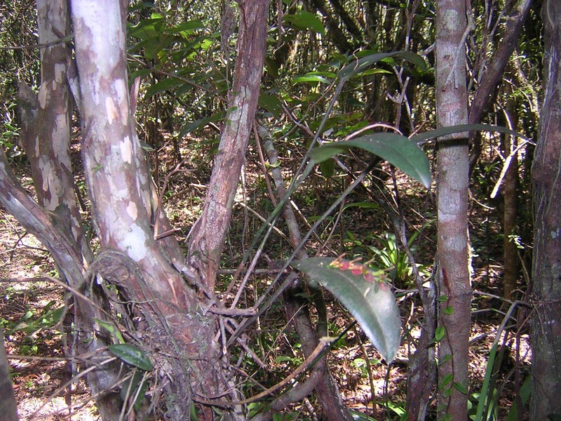 Acianthera macropoda photo 7