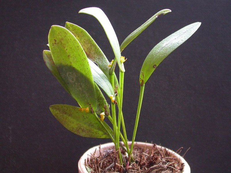 Acianthera magalhanesii photo 2