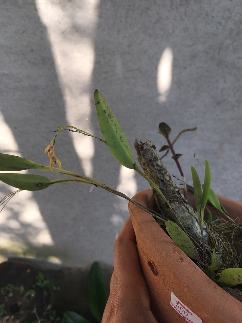Acianthera malachantha