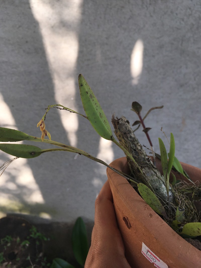 Acianthera malachantha photo 2