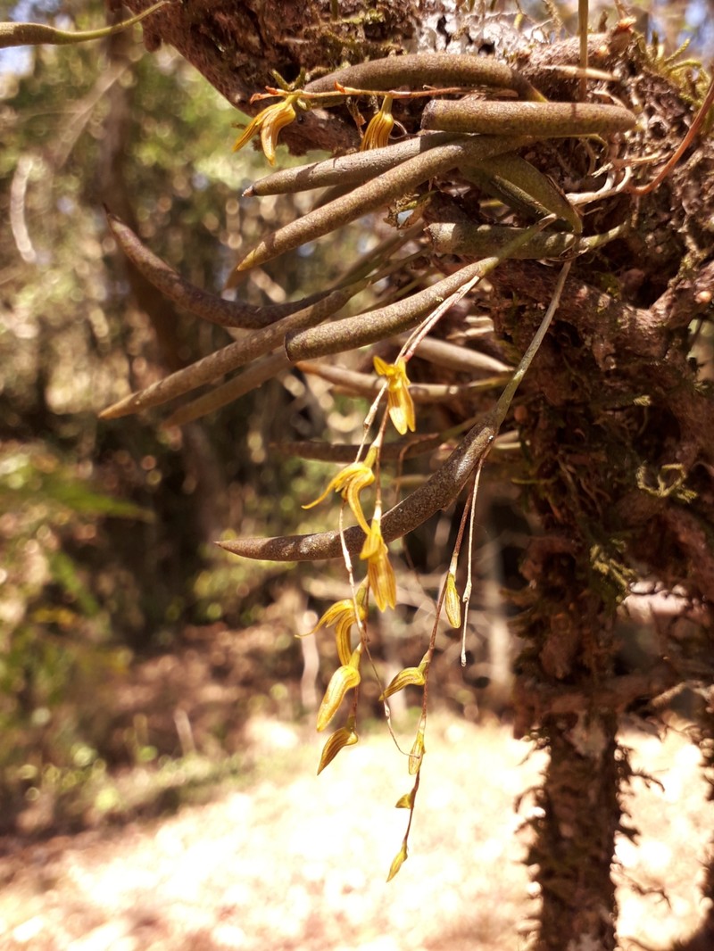 Acianthera mantiquyrana photo 2