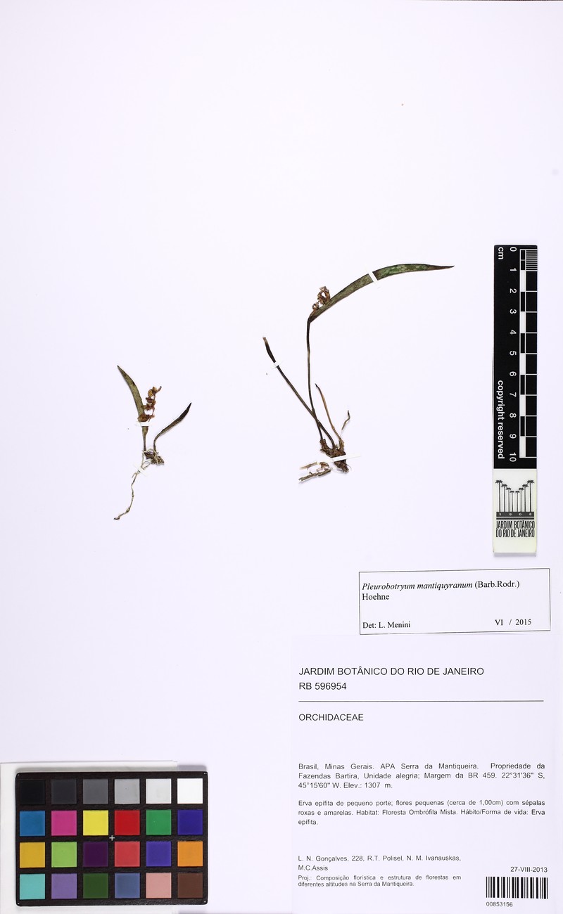 Acianthera mantiquyrana photo 3