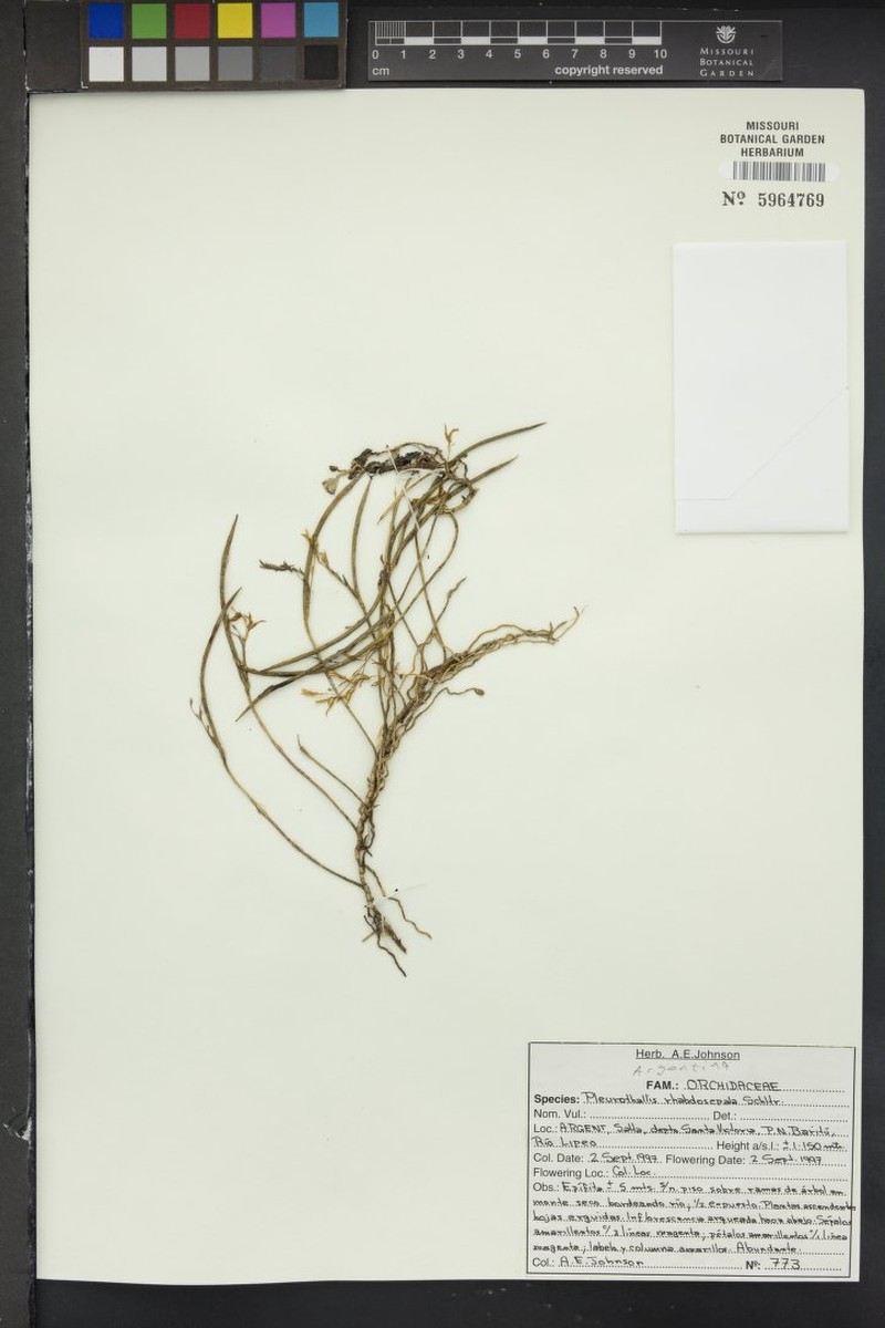 Acianthera mantiquyrana photo 4