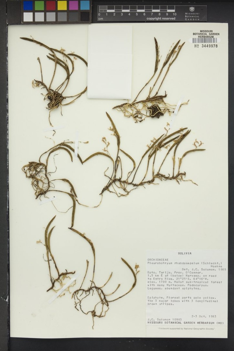Acianthera mantiquyrana photo 5