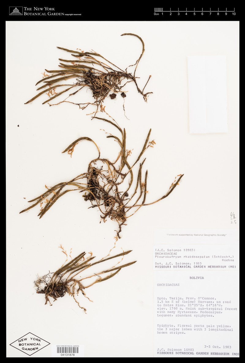 Acianthera mantiquyrana photo 6