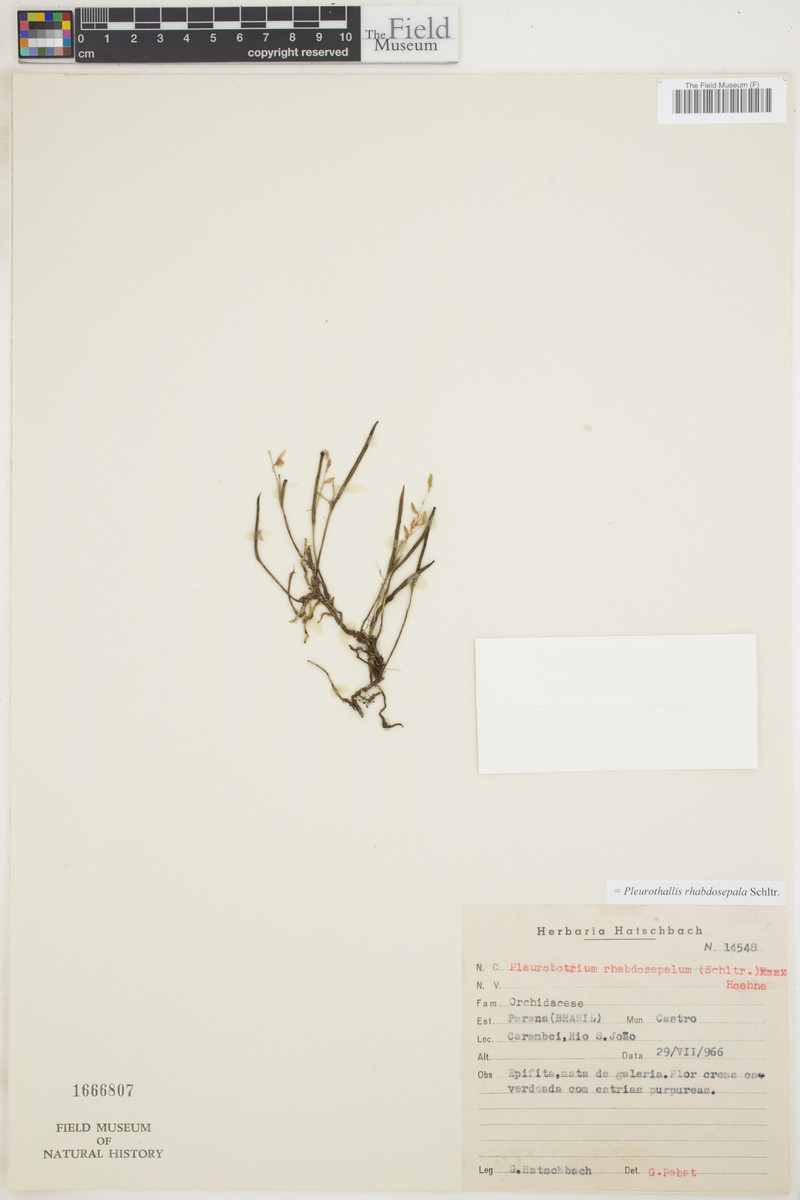 Acianthera mantiquyrana photo 7