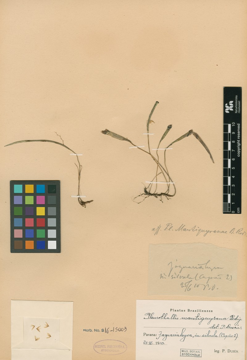 Acianthera mantiquyrana photo 8