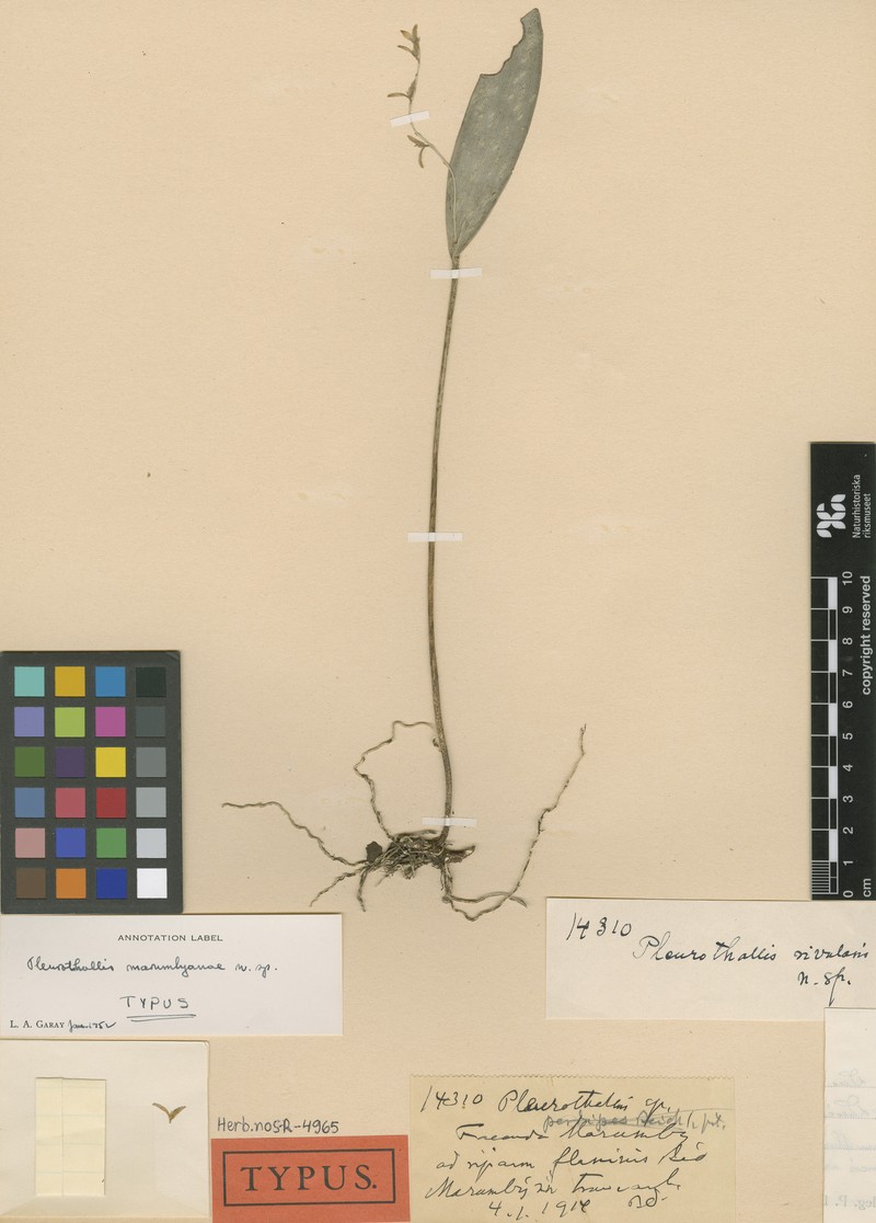 Acianthera marumbyana photo 3