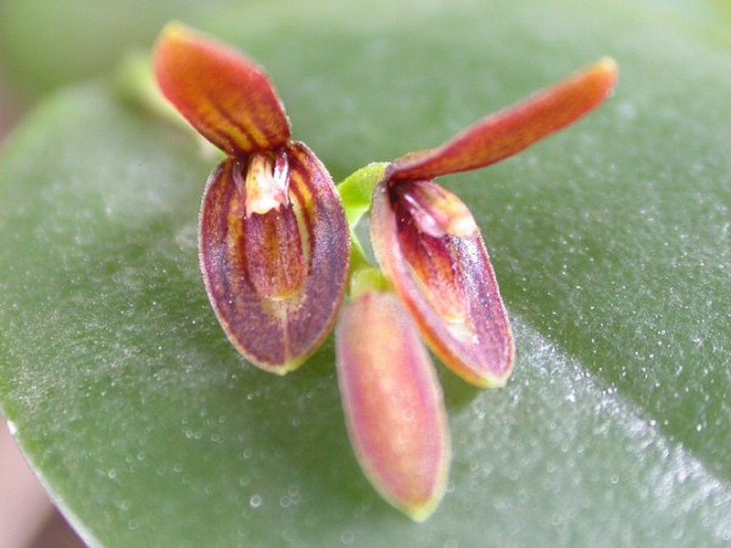 Acianthera micrantha