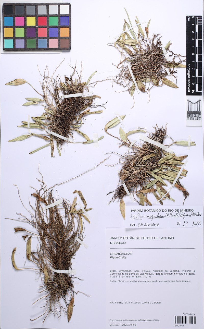 Acianthera miqueliana photo 3