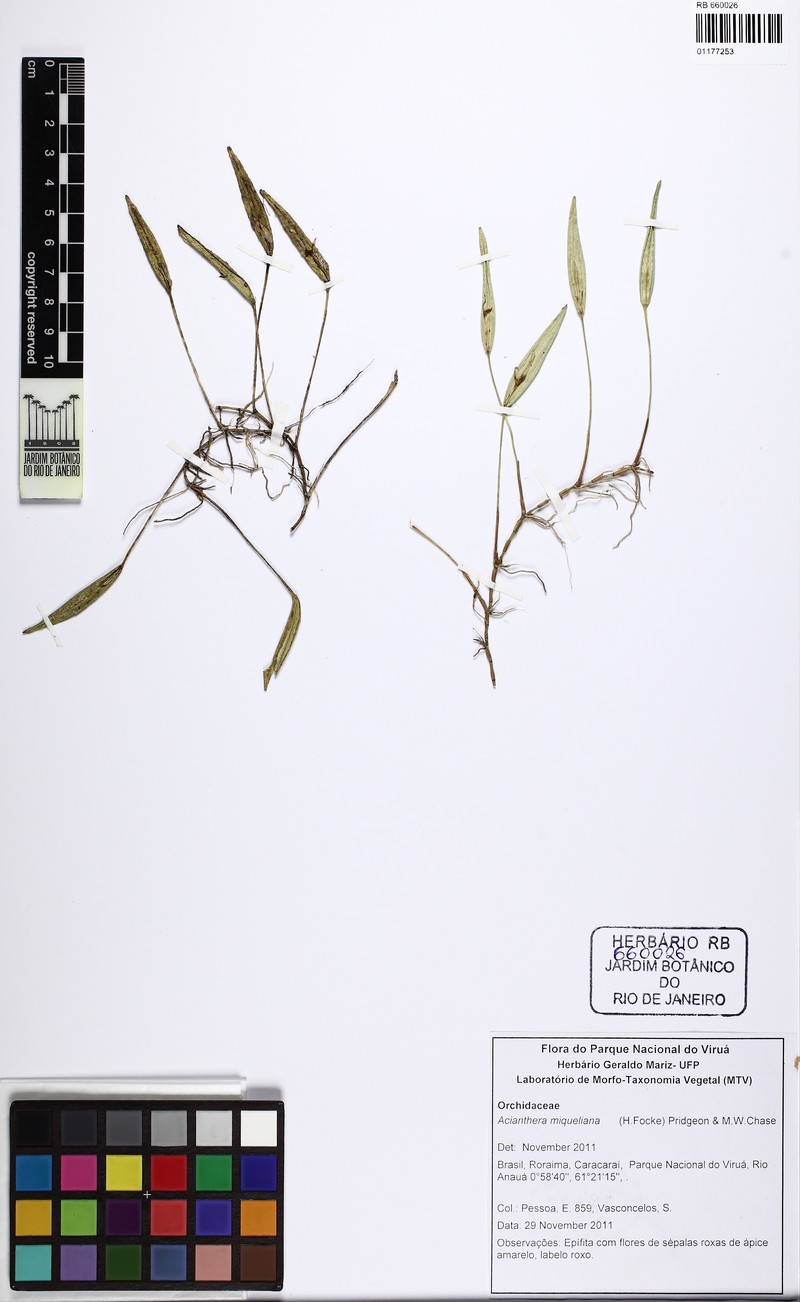 Acianthera miqueliana photo 4