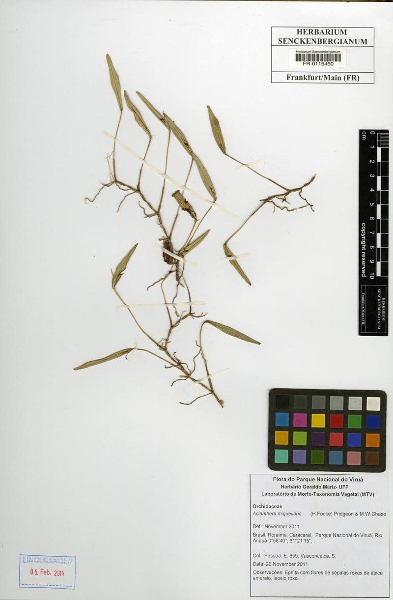 Acianthera miqueliana photo 5