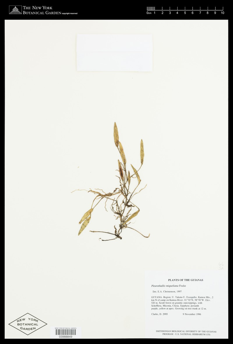 Acianthera miqueliana photo 6
