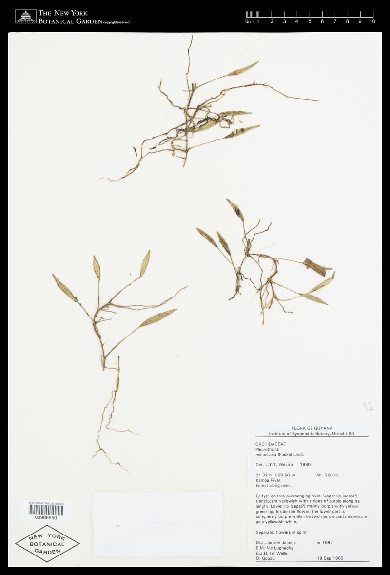 Acianthera miqueliana photo 8