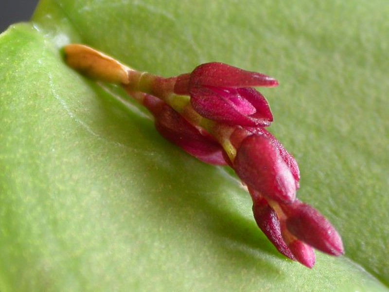Acianthera modestissima