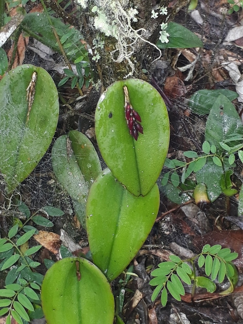 Acianthera modestissima photo 2