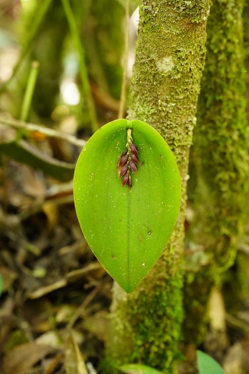 Acianthera modestissima photo 4