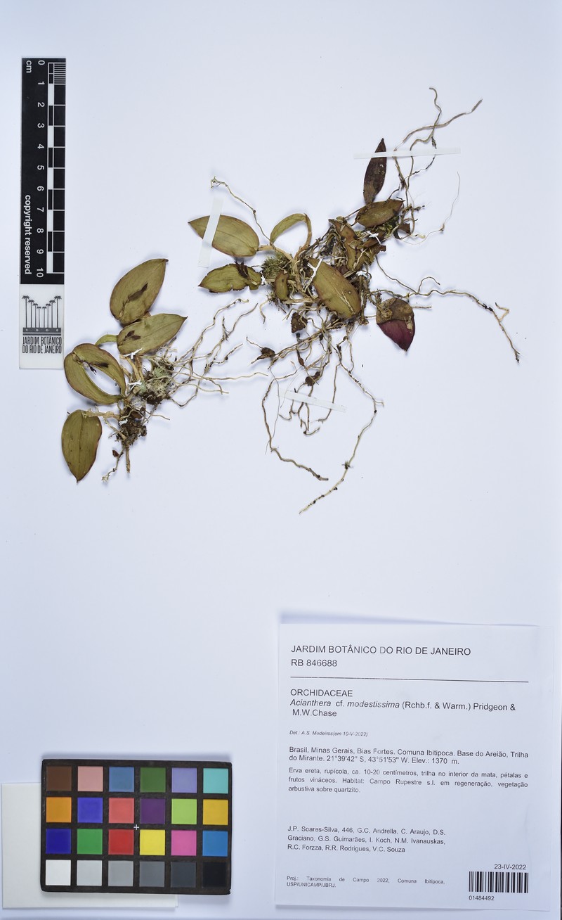 Acianthera modestissima photo 7