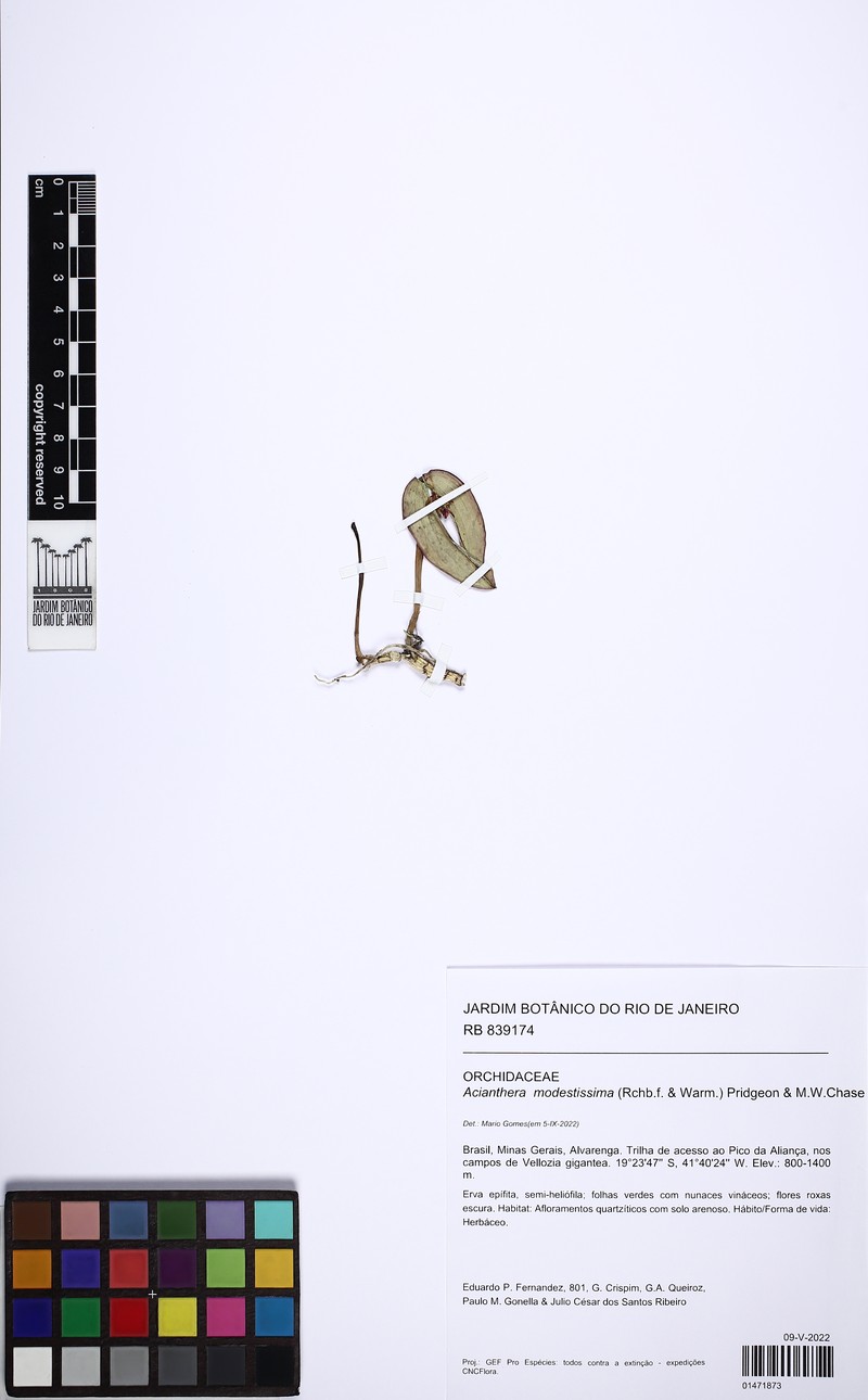 Acianthera modestissima photo 8