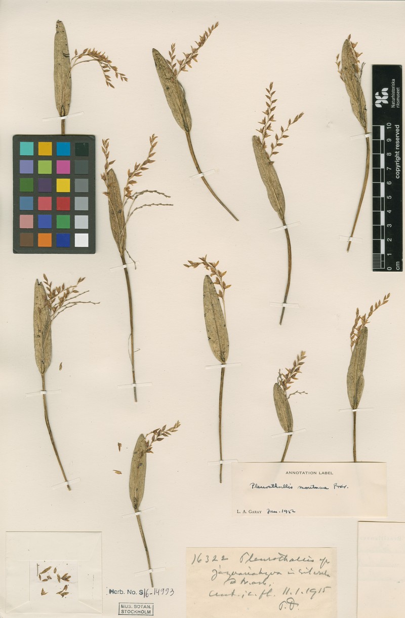 Acianthera montana