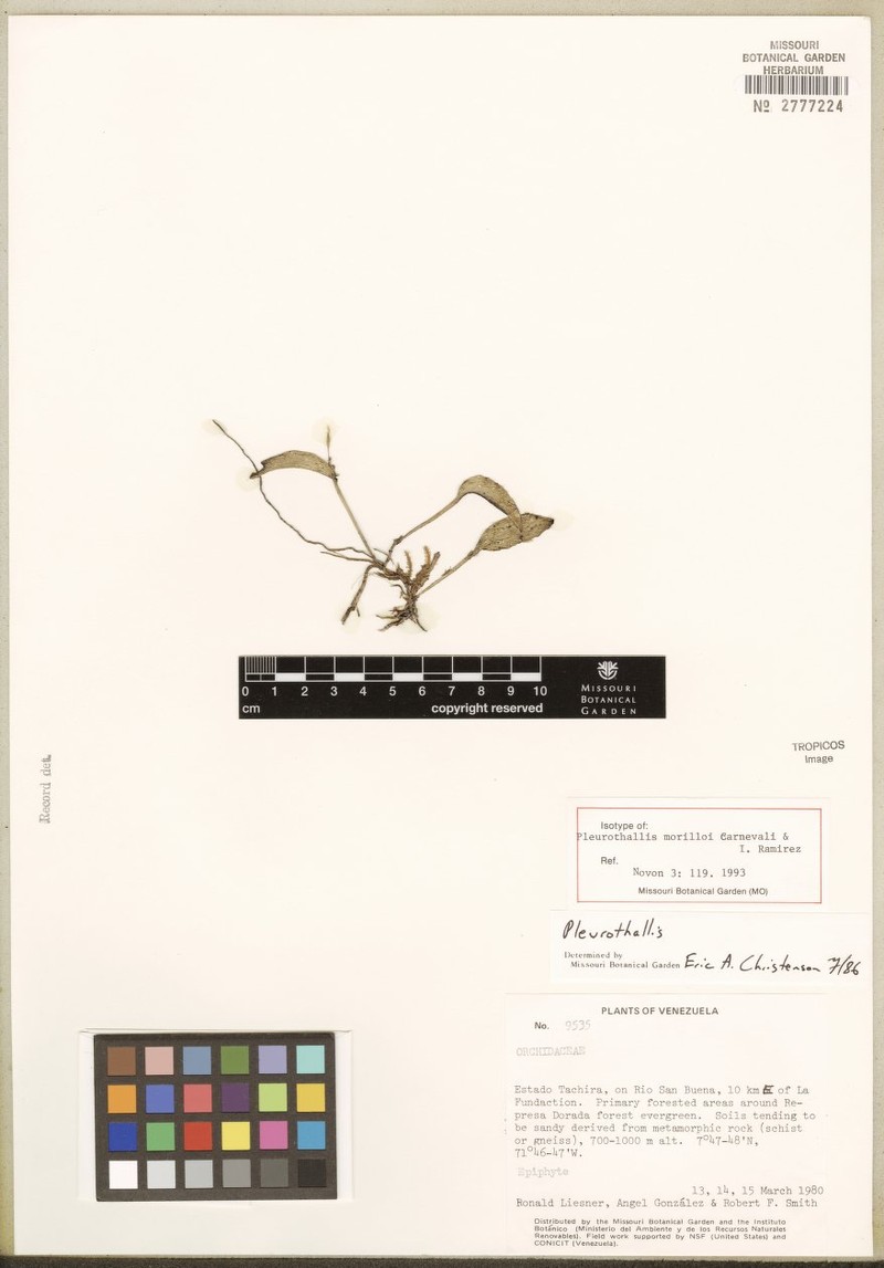 Acianthera morilloi