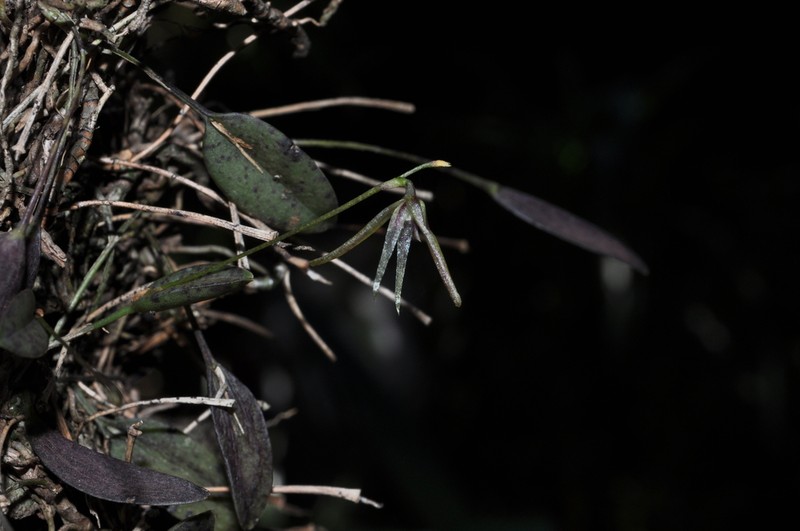 Acianthera muscosa