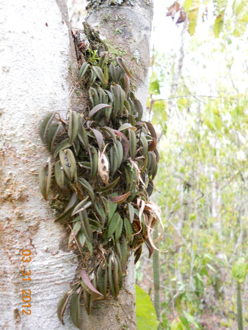 Acianthera nemorosa photo 2