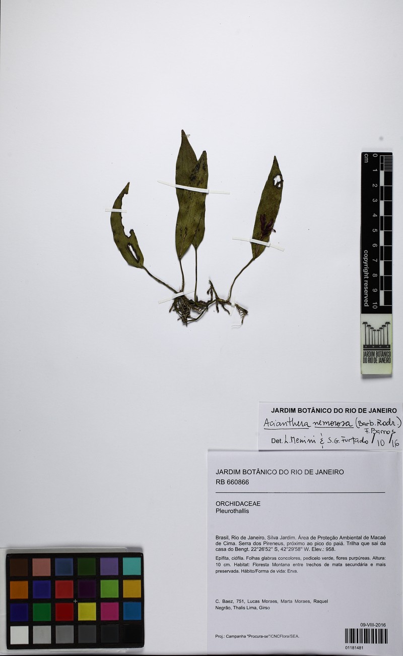 Acianthera nemorosa photo 3