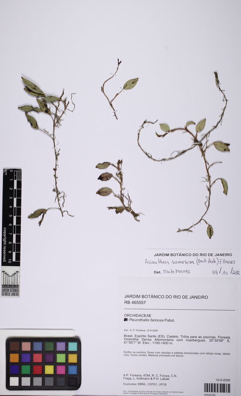 Acianthera nemorosa photo 4