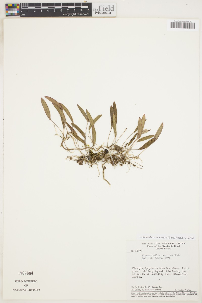 Acianthera nemorosa photo 5
