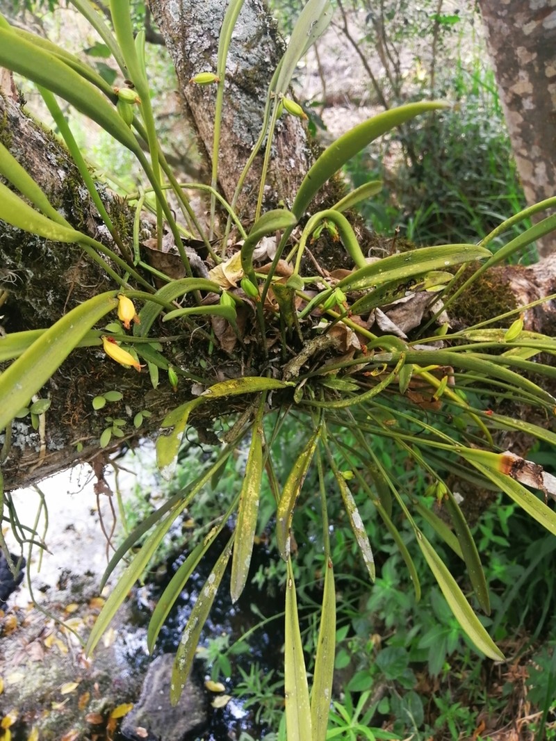 Acianthera obscura photo 2