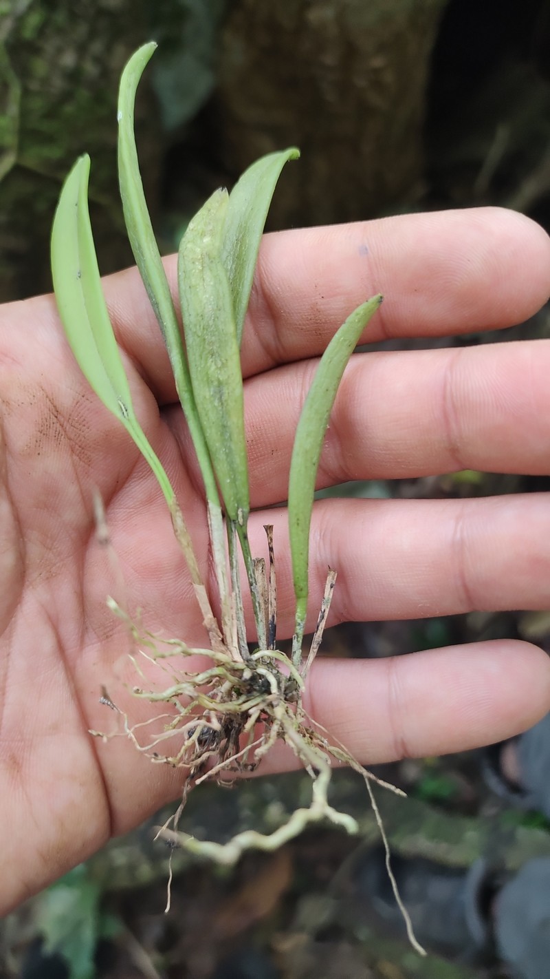 Acianthera obscura photo 3
