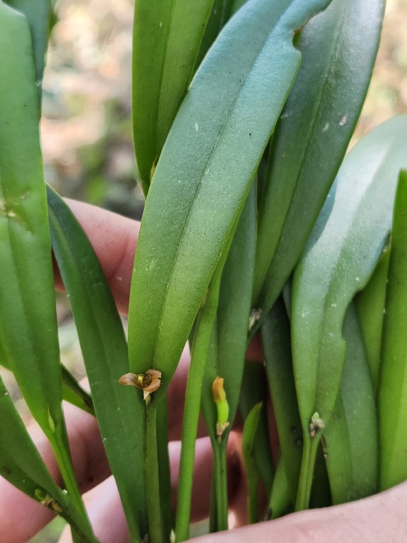 Acianthera obscura photo 5
