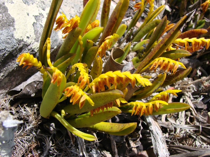 Acianthera ochreata