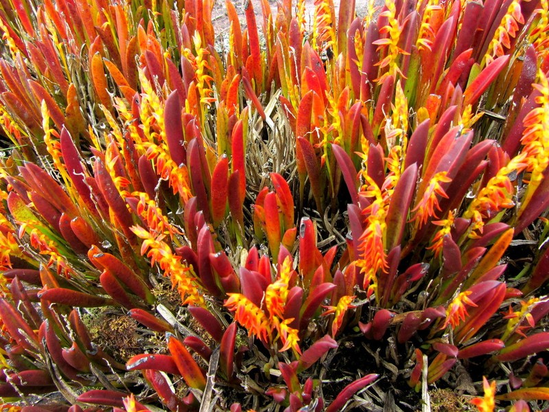 Acianthera ochreata photo 2