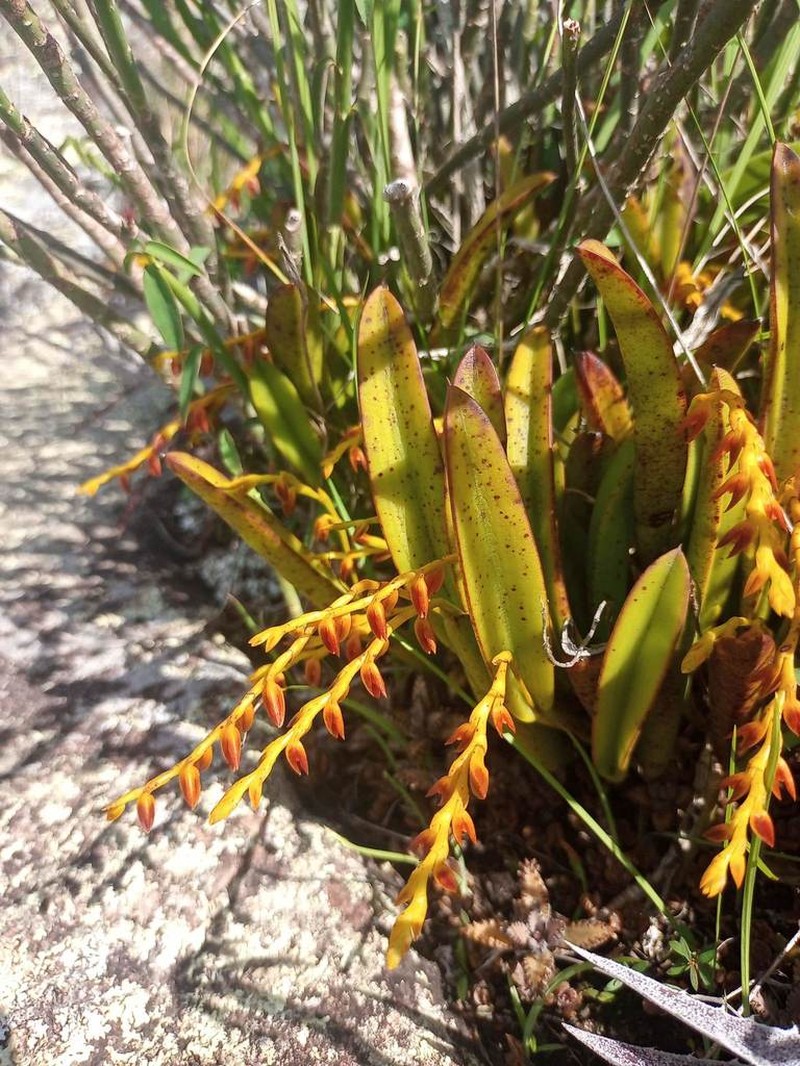Acianthera ochreata photo 3