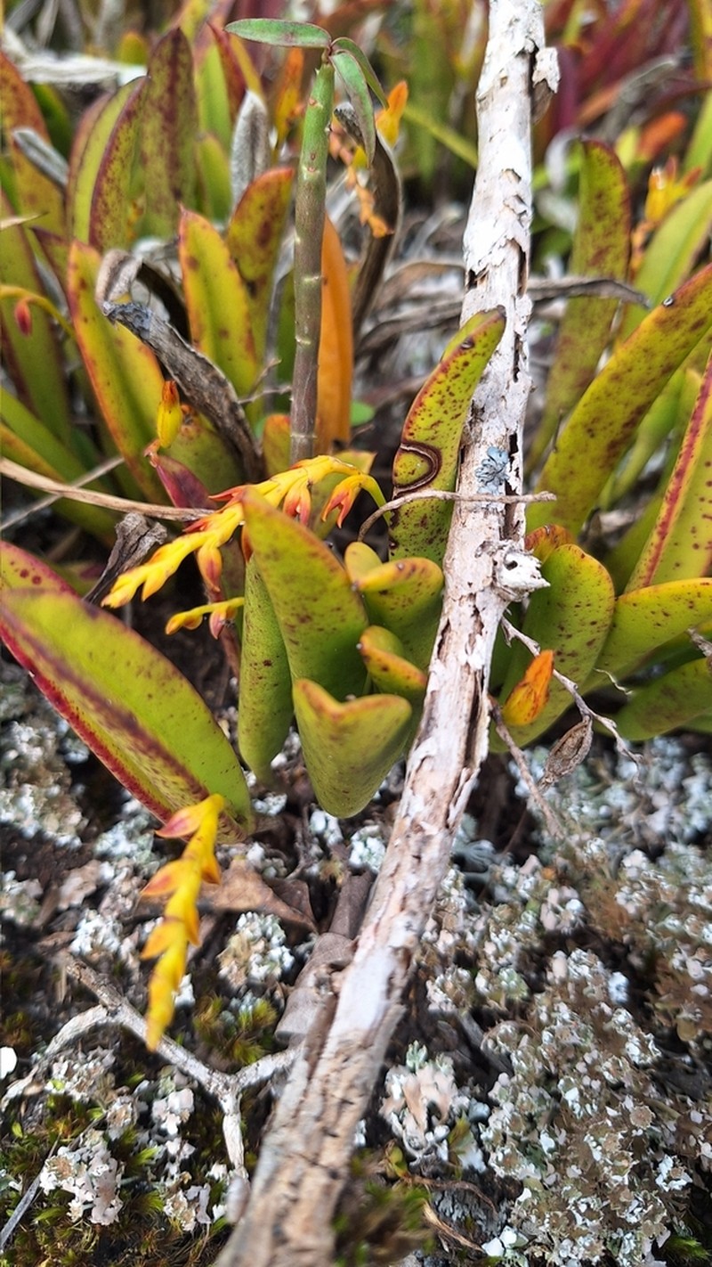 Acianthera ochreata photo 4