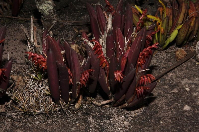 Acianthera ochreata photo 6