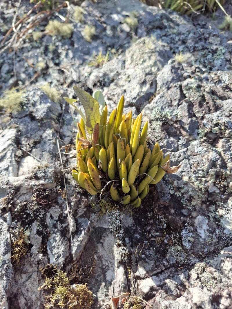 Acianthera ochreata photo 7