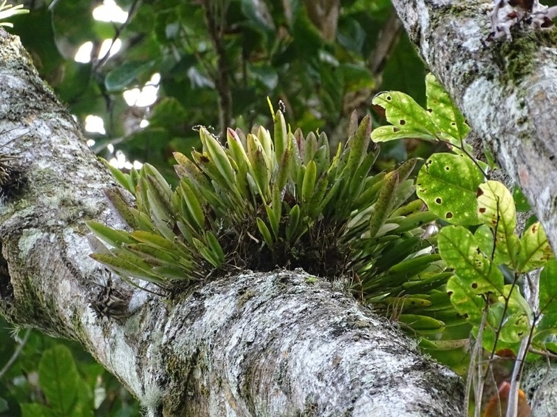 Acianthera ochreata photo 8