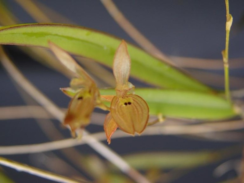 Acianthera octophrys
