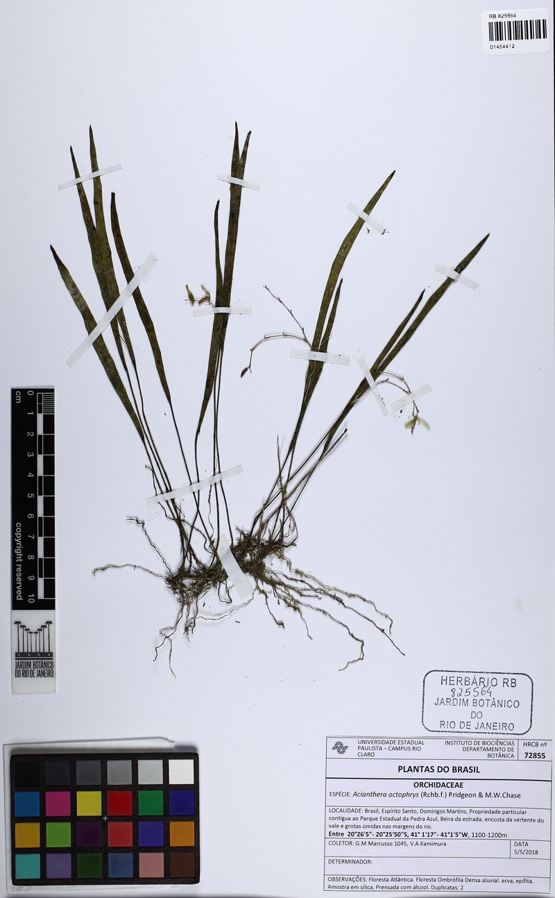 Acianthera octophrys photo 3