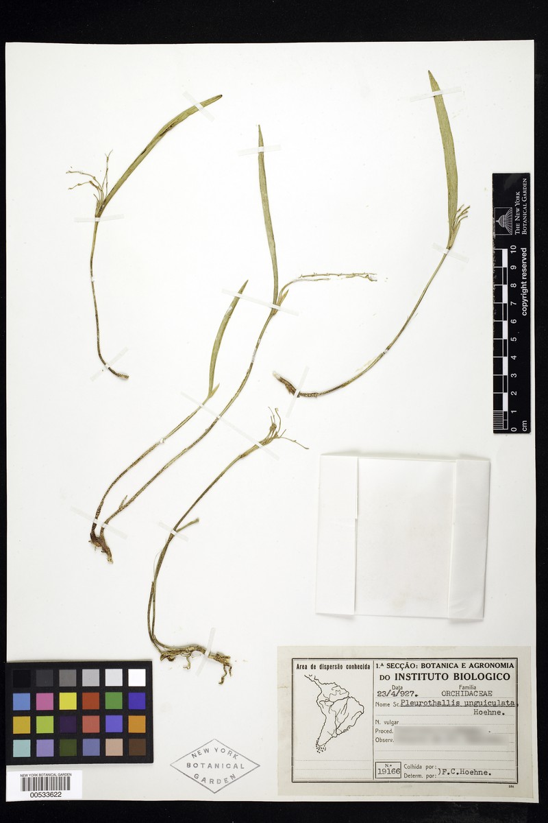 Acianthera octophrys photo 4